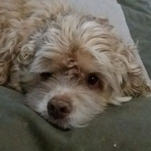 Meet your Posher, Angela